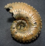 Kosmoceras duncani