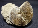 Garniericeras subclipeiforme