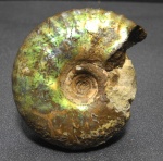 Craspedites nodiger