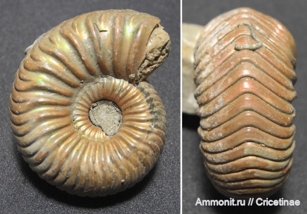 Serpula, Vertumniceras, Vertumniceras trapezoidalis, Epizoans
