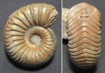 Vertumniceras trapezoidalis