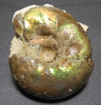 Craspedites kaschpuricus