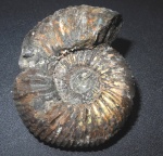 Epivirgatites