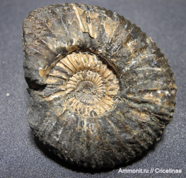 Epivirgatites