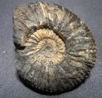 Epivirgatites