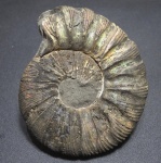 Virgatites gerassimovi