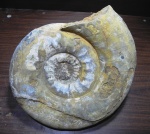 Homoeoplanulites mutatus