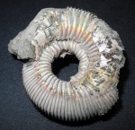 Kepplerites russiensis