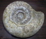 Indosphinctes