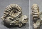 Pavlovia Pavlovia