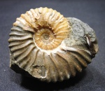 Acanthohoplites