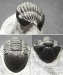 Paralejurus rehamnanus