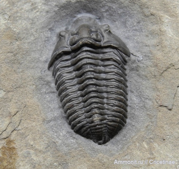 Flexicalymene, Flexicalymene senaria