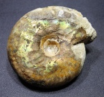 Craspedites parakaschpuricus