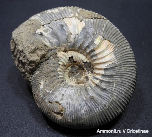 Kepplerites, Kepplerites galilaeii