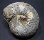 Kepplerites galilaeii