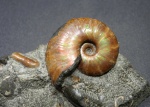Zuercherella