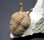 Трилобит Asaphus kowalewskii