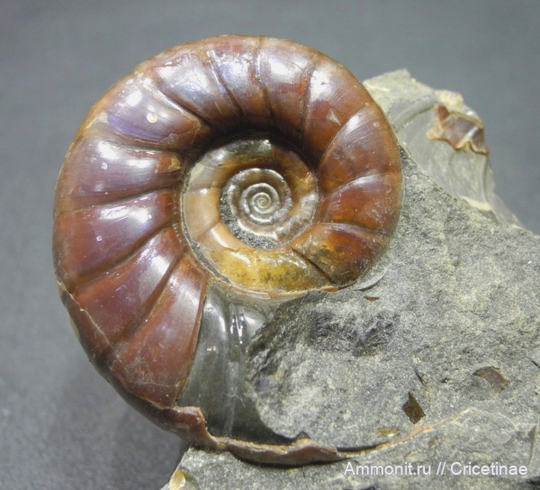 Eogaudryceras