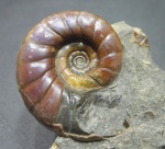 Eogaudryceras