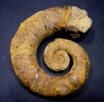 Crioceratites
