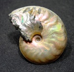 Aconeceras