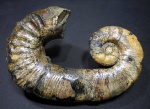 Audouliceras