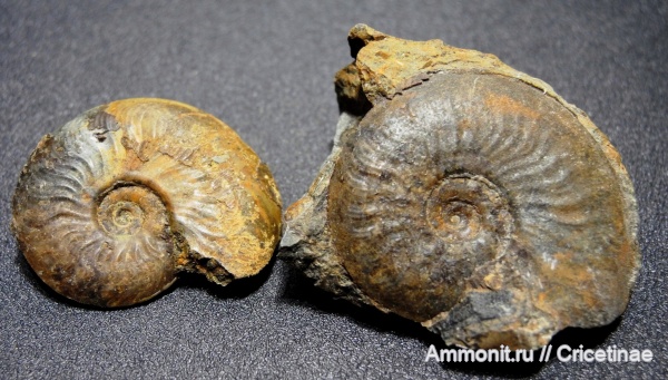 Leioceras