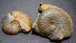 Leioceras