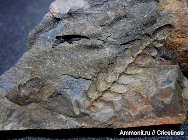 Neuropteris