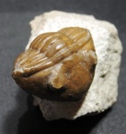 Asaphus