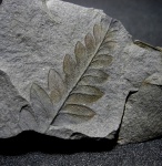 Mariopteris nervosa