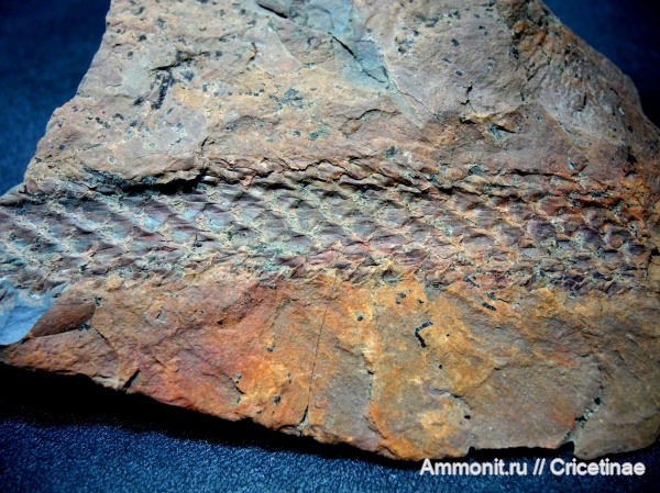 Lepidodendron