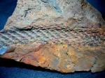 Lepidodendron