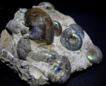 Целая куча аммонитов Craspedites