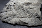Paripteris