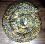 Speetoniceras versicolor
