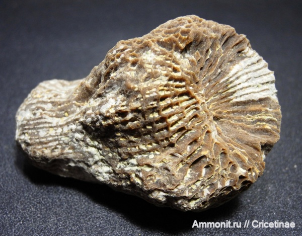 Scleractinia