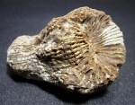 Scleractinia