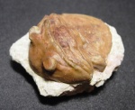 Asaphus