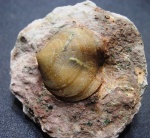 Porambonites reticulatus