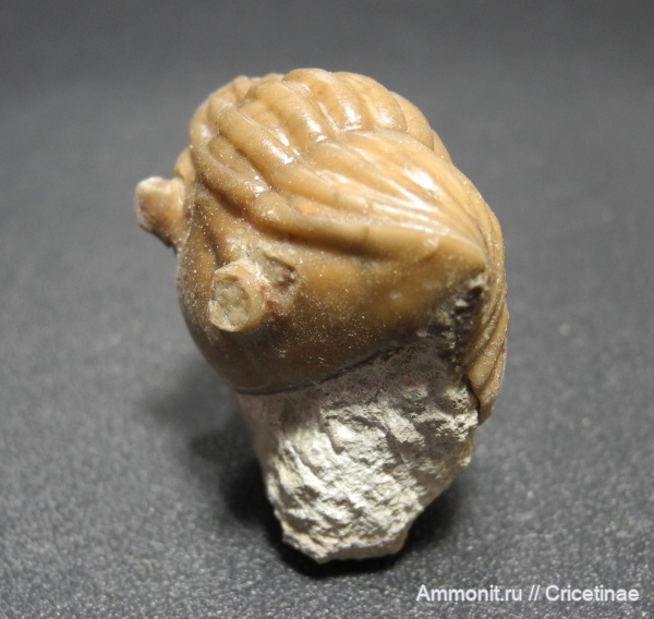 Asaphus