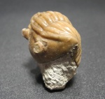 Asaphus