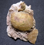 Antigonambonites Antigonambonites