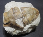 Megistaspidella extenuata
