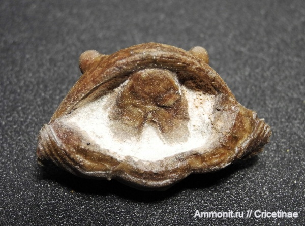 Asaphus, гипостома