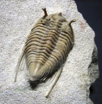 Cybele bellatula