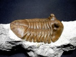Asaphus kotlukovi