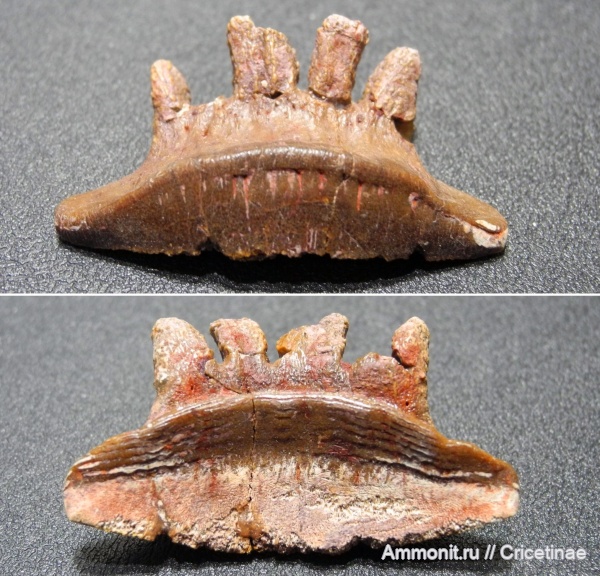 Polyrhizodus, Polyrhizodus concavus