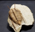 Cybele panderi